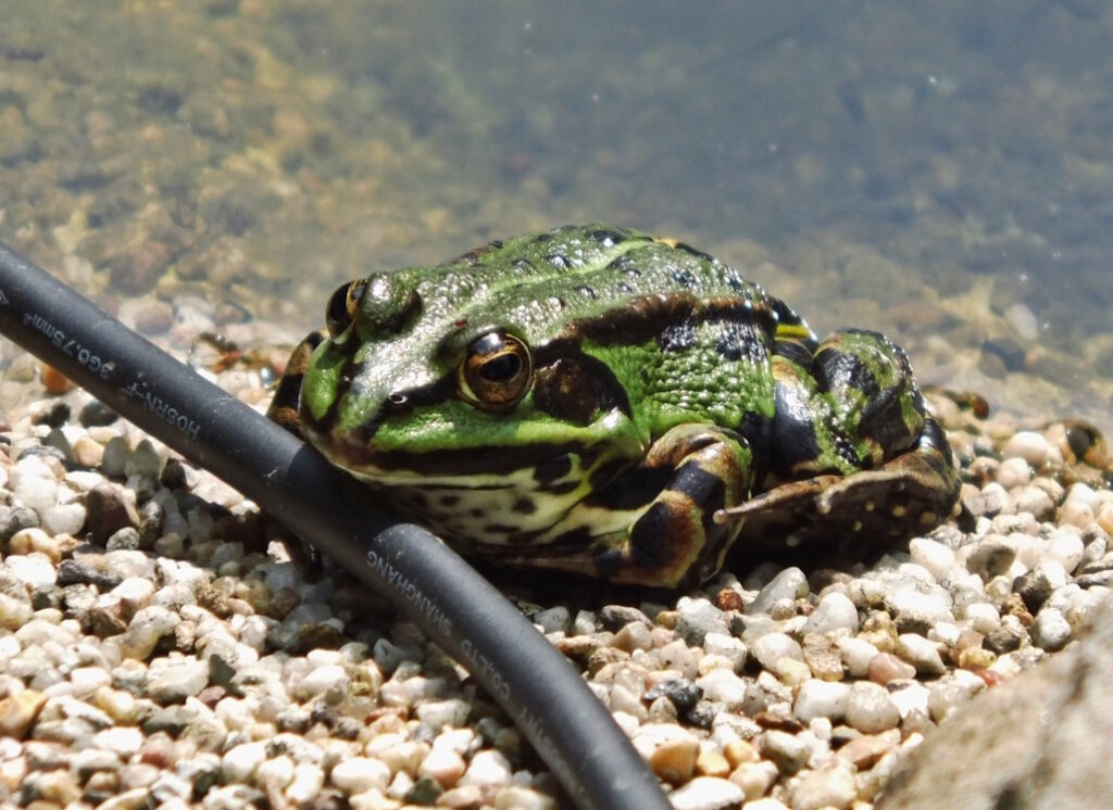 Das Foto zeigt einen Frosch auf kleinen Steinchen am Teichrand