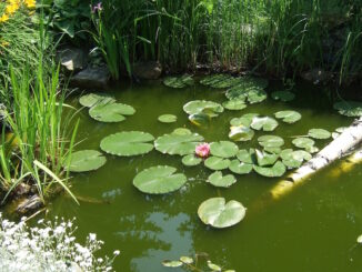 Das Foto zeigt einen schön angelegten Teich