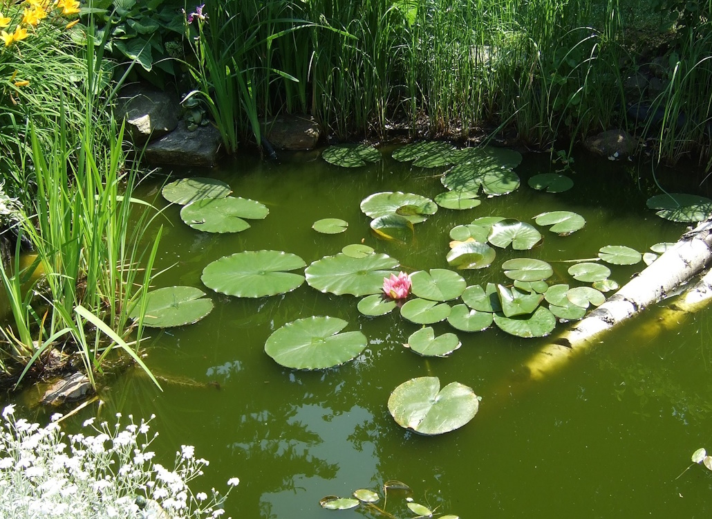 Teichfolie verstecken Das Foto zeigt einen schön angelegten Teich