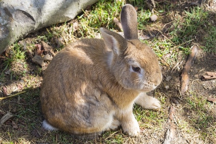 Wildkaninchen
