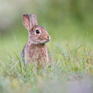 wild rabbit