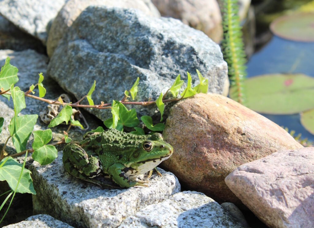 Das Foto zeigt einen Frosch am Teich