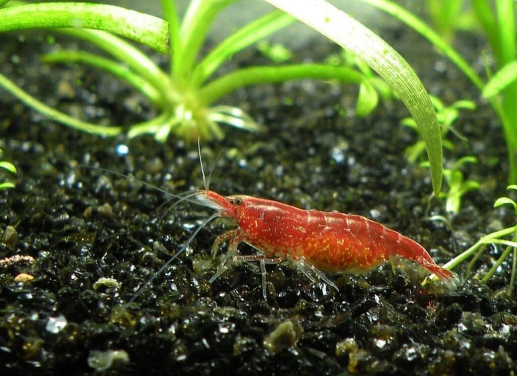 Das Foto zeigt eine Red Cherry Garnele