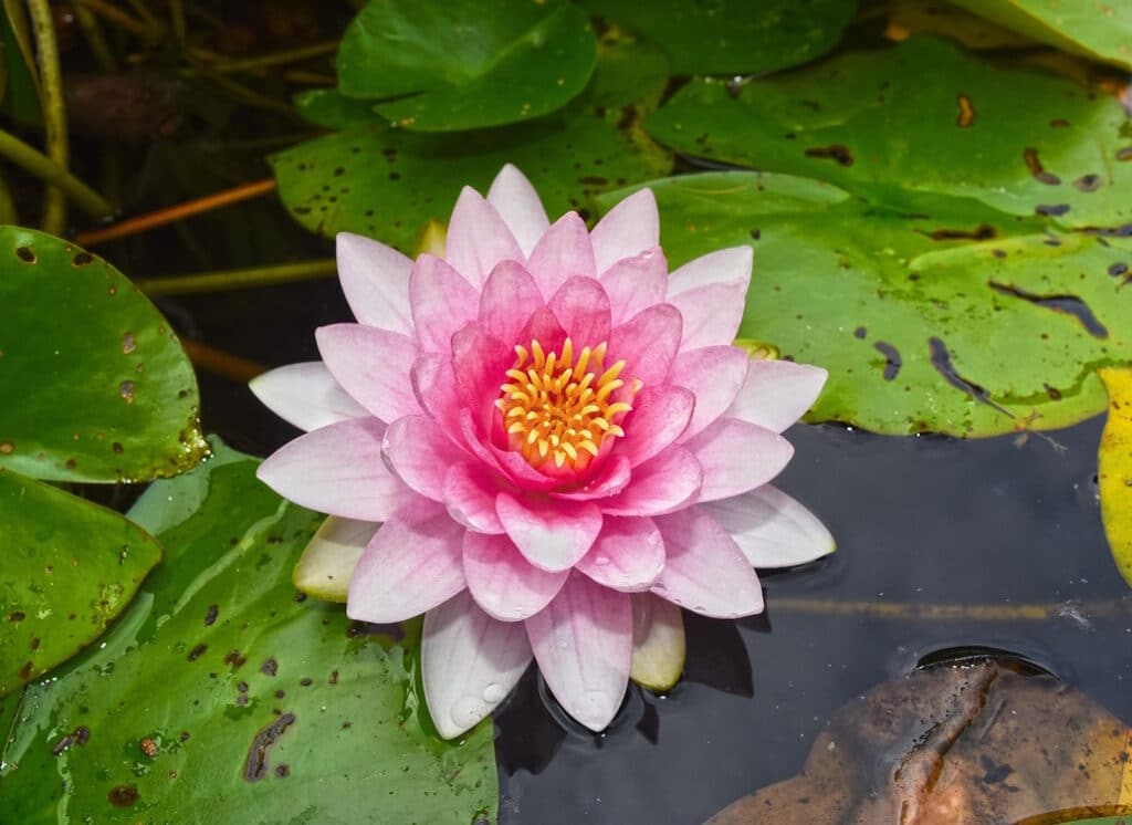 Das Foto zeigt eine rosafarbene Seerose