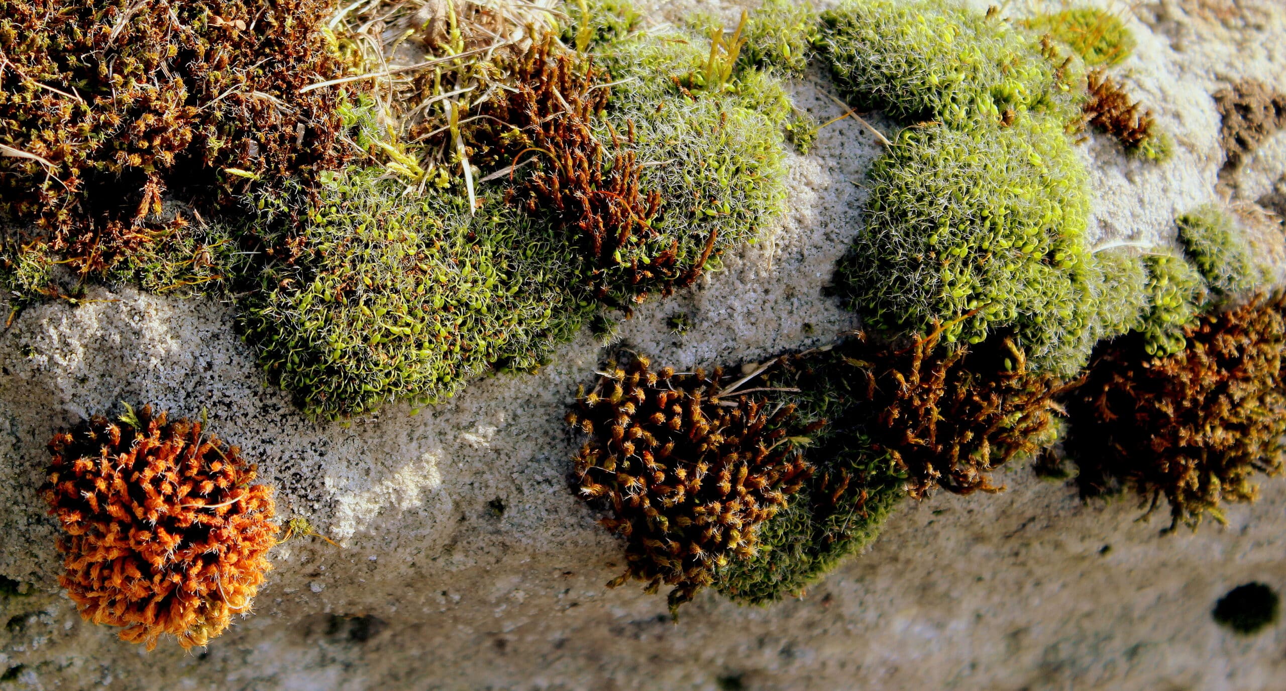 Eine Kollektion von Laubmoosen auf porösem Gestein
