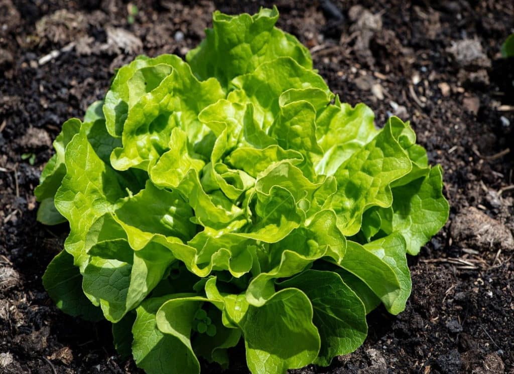erde_gemuesebeet_salat