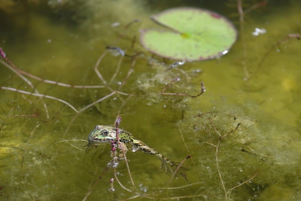 gruenalgen_im_teich