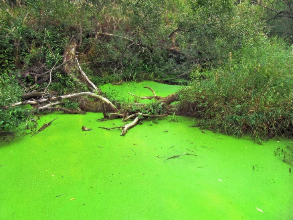 stinkender_teich_algen_gekippt