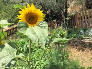 Permakultur im Garten