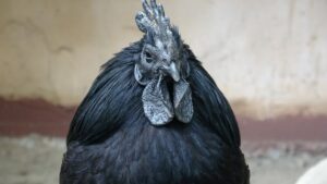 Ayam Cemani Hahn