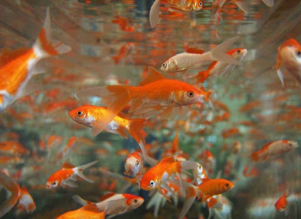 Das Foto zeigt eine Vielzahl an Goldfischen