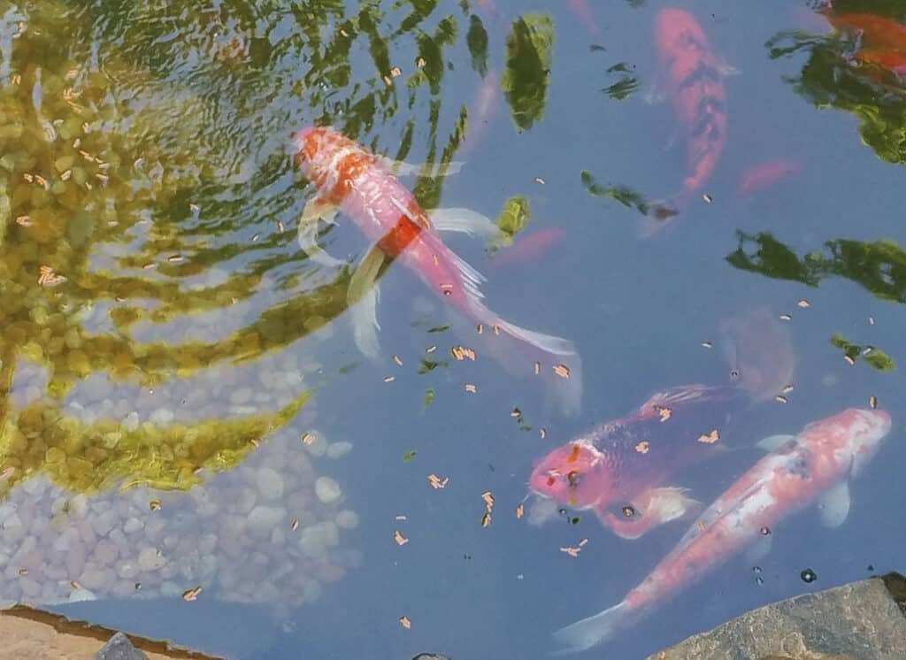 Das Foto zeigt Koikarpfen im Gartenteich