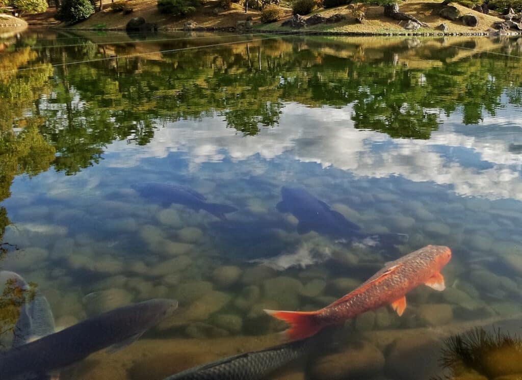 Das Foto zeigt eine Flachwasserzone