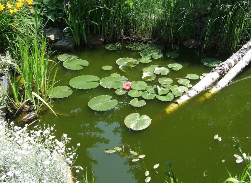Das Foto zeigt einen Gartenteich