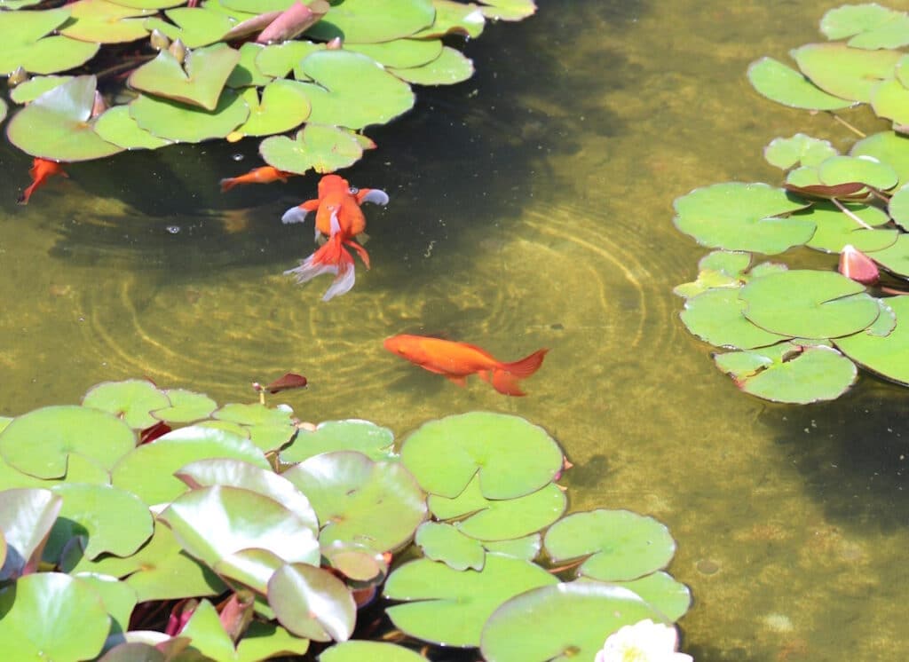 Das Foto zeigt schwimmende Goldfische im Gartenteich
