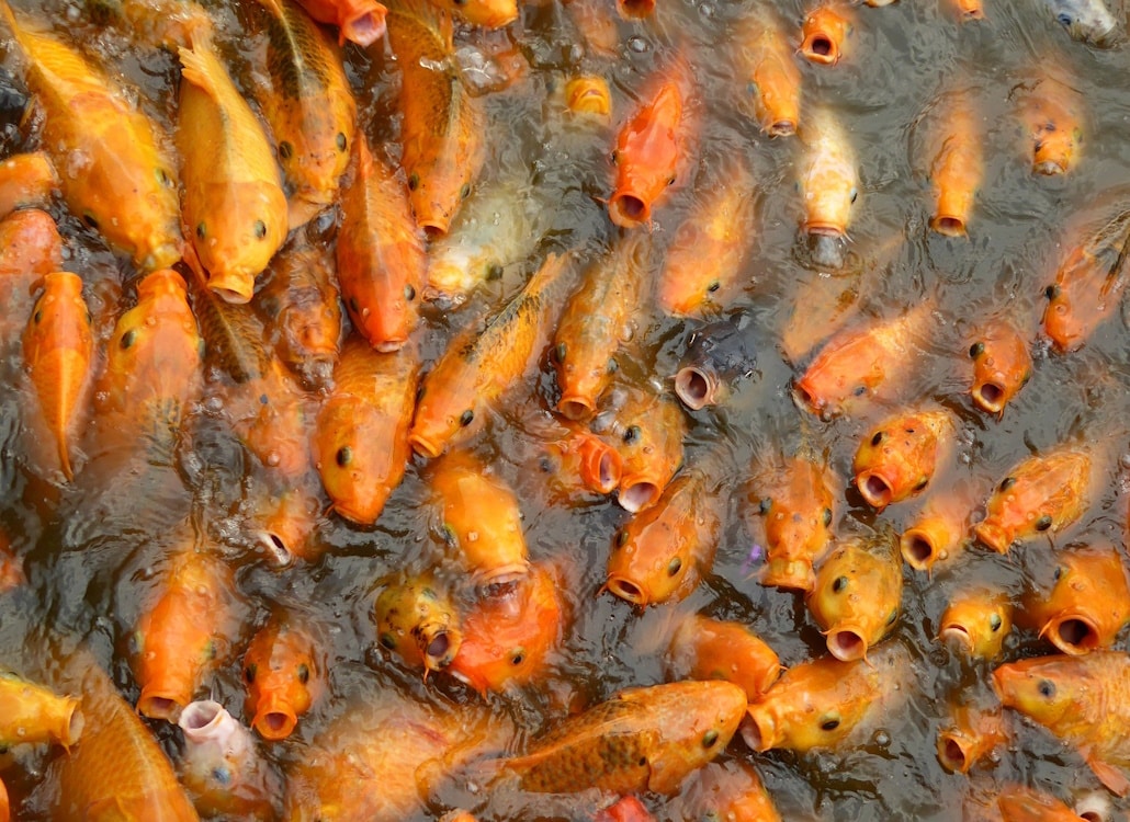 Das Foto zeigt sehr viele Goldfische auf geringem Raum