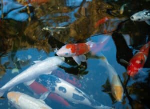 Das Foto zeigt eine Goldfischpopulation