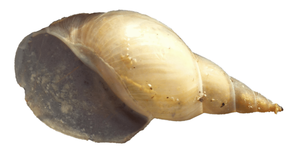 spitzschlammschnecke_suesswasserschnecke_gartenteich