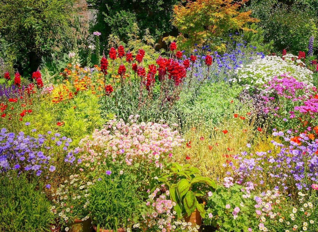 Das Foto zeigt verschiedene Pflanzen in einem Garten