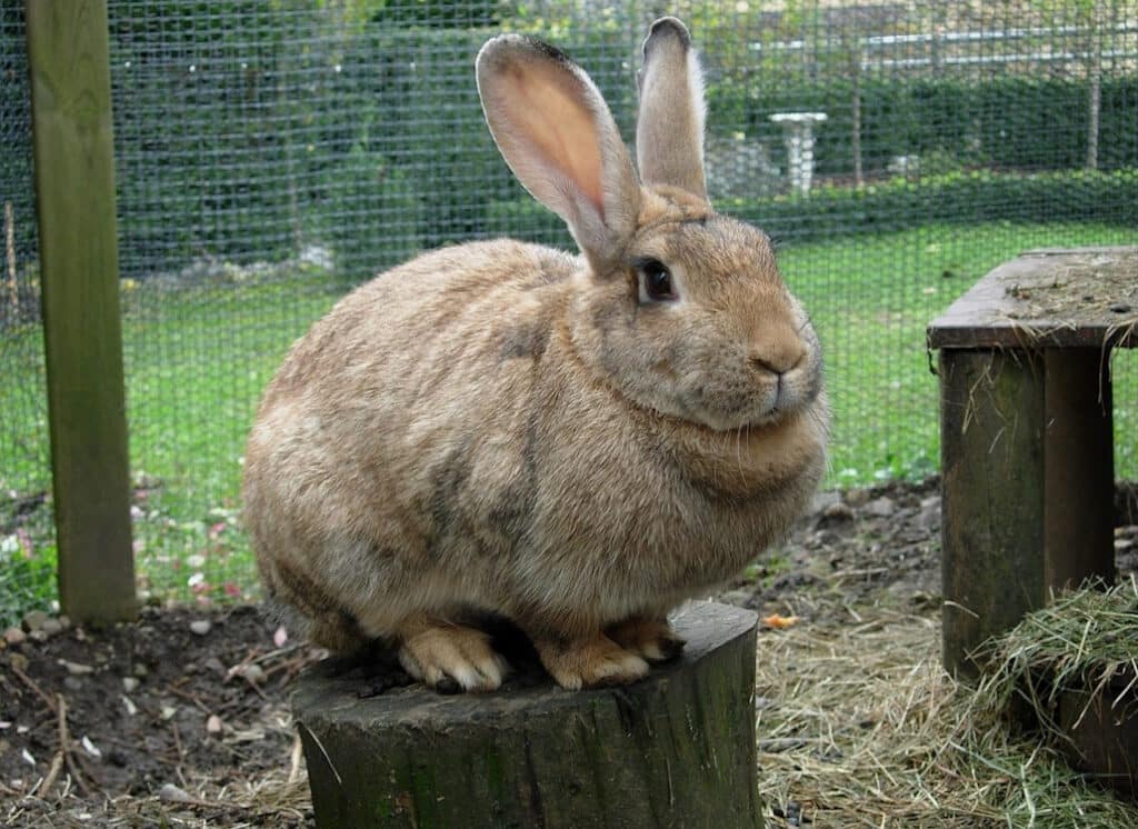 Ein Kaninchen sitzt im Garten auf einem Baumstumpf
