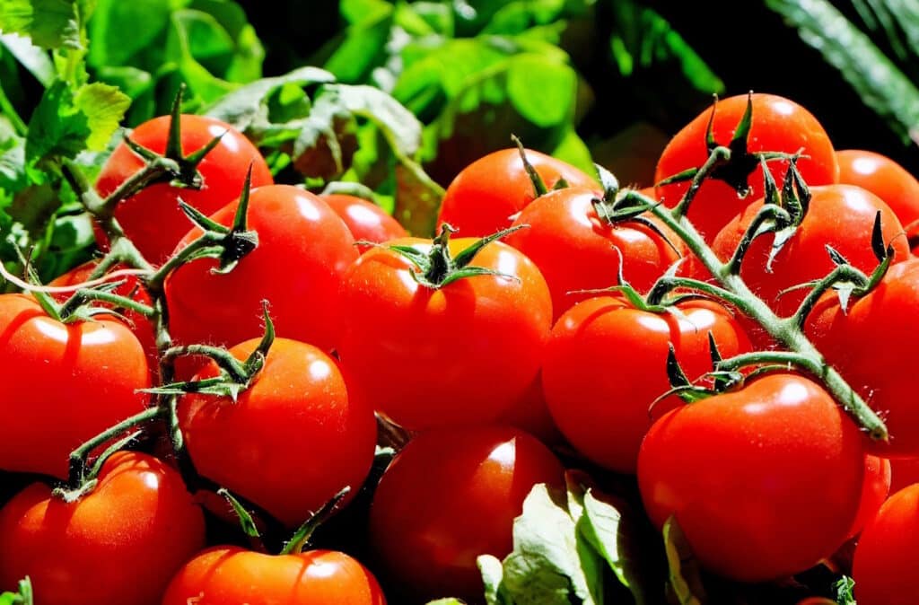 Das Foto zeigt reife Tomaten