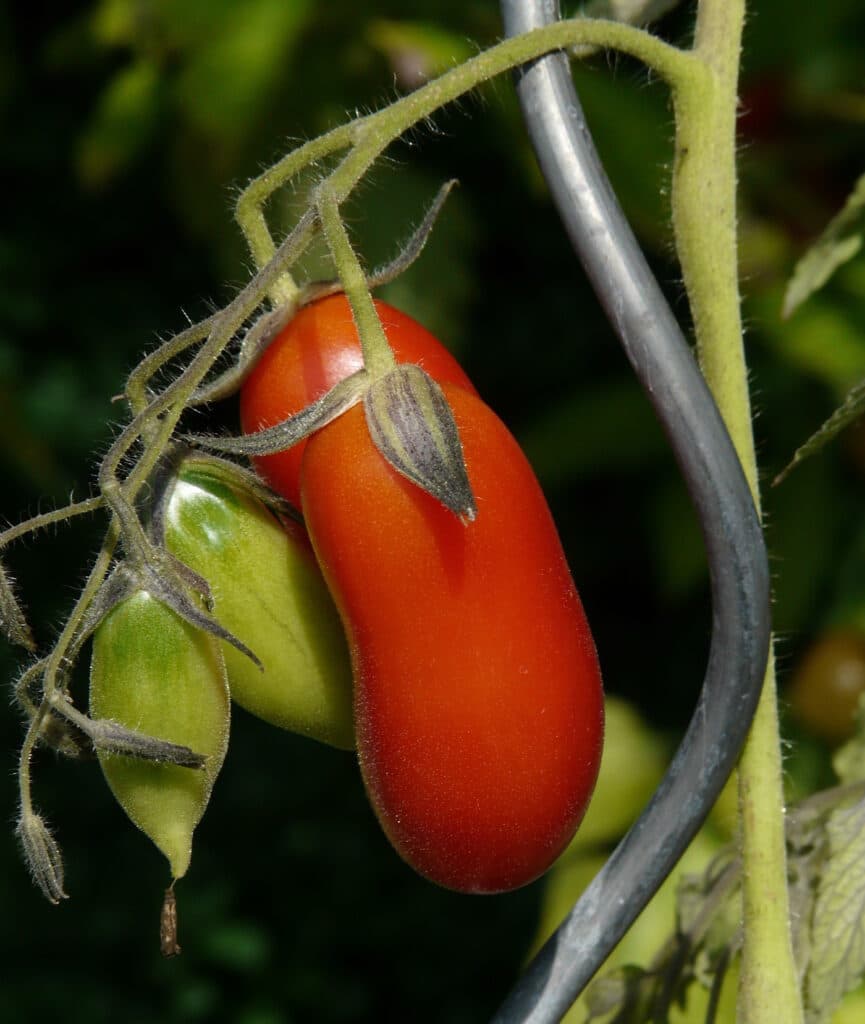 Das Foto zeigt eine angebundene Tomate an einem Tomatenstab