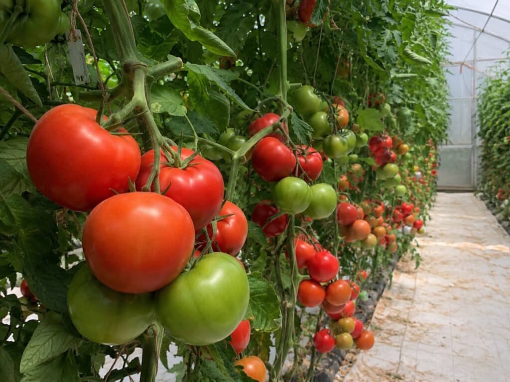 Das Foto zeigt Tomaten im Gewächshaus