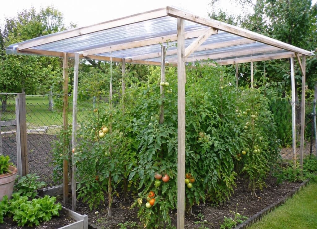 das Foto zeigt Freilandtomaten unter einem Dach