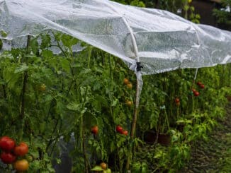 Das Foto zeigt Tomatenpflanzen unter einer durchsichtigen Plane. Es regnet.